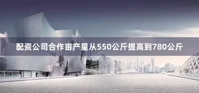 配资公司合作亩产量从550公斤提高到780公斤